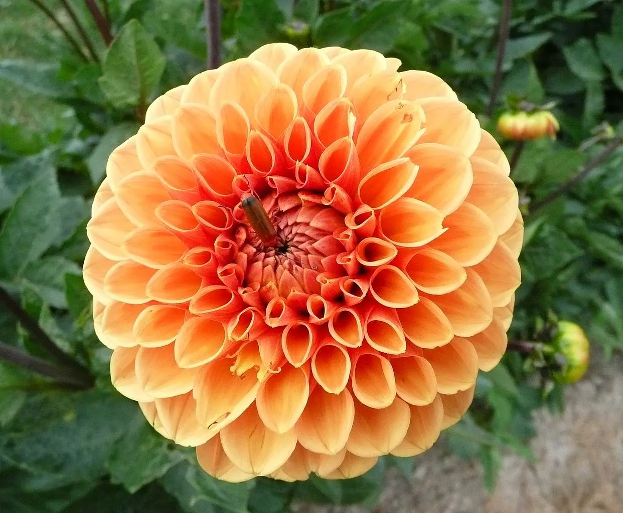 Dahlia Sylvia Tubers