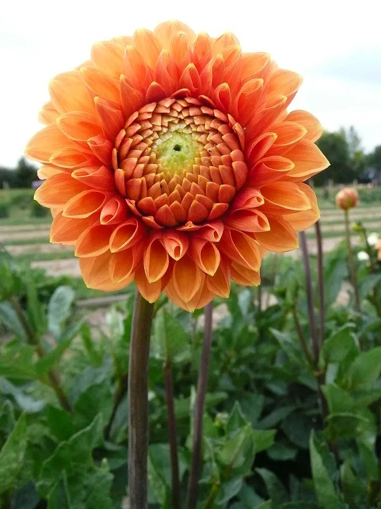 Dahlia Sylvia Tubers