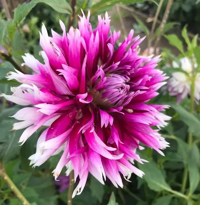 Dahlia Table Dancer Tubers
