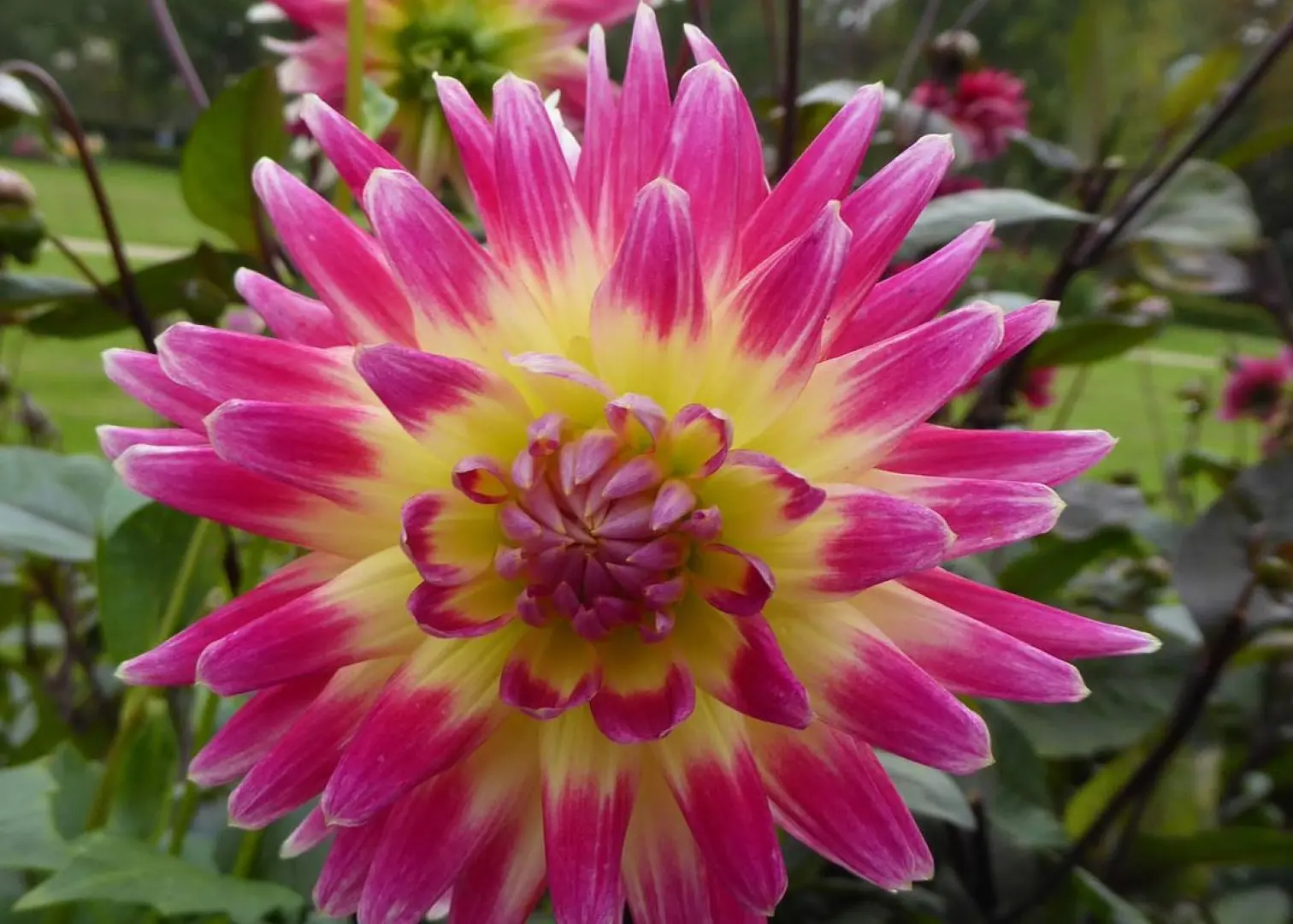 Dahlia Tahiti Sunrise Tubers