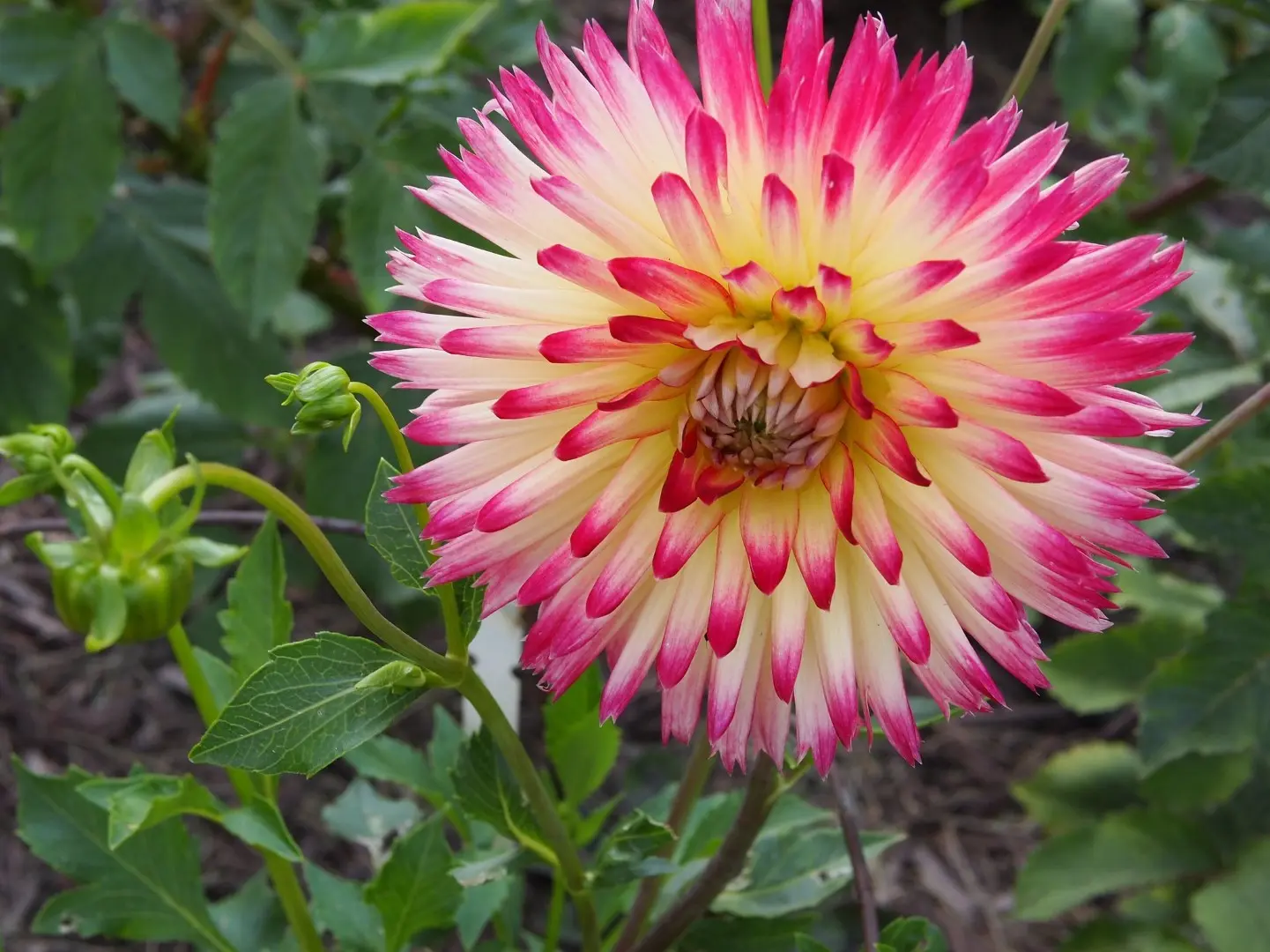 Dahlia Tahiti Sunrise Tubers