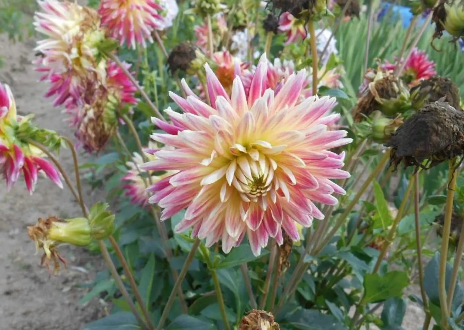 Dahlia Tahiti Sunrise Tubers