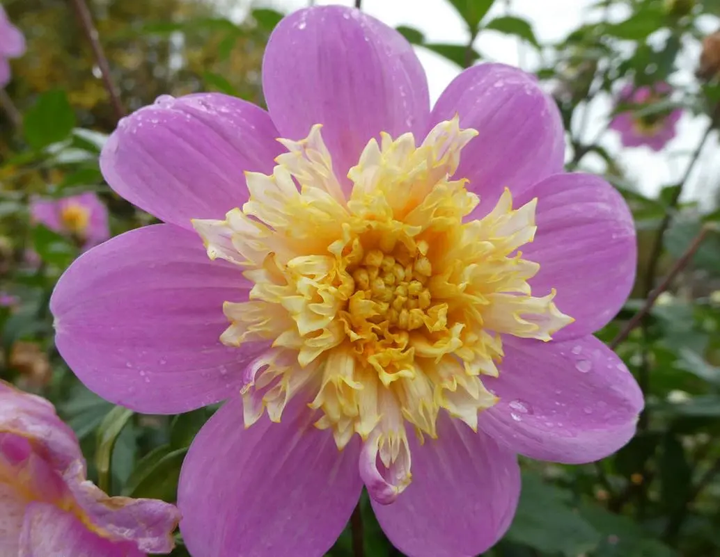 Dahlia Take Off Tubers