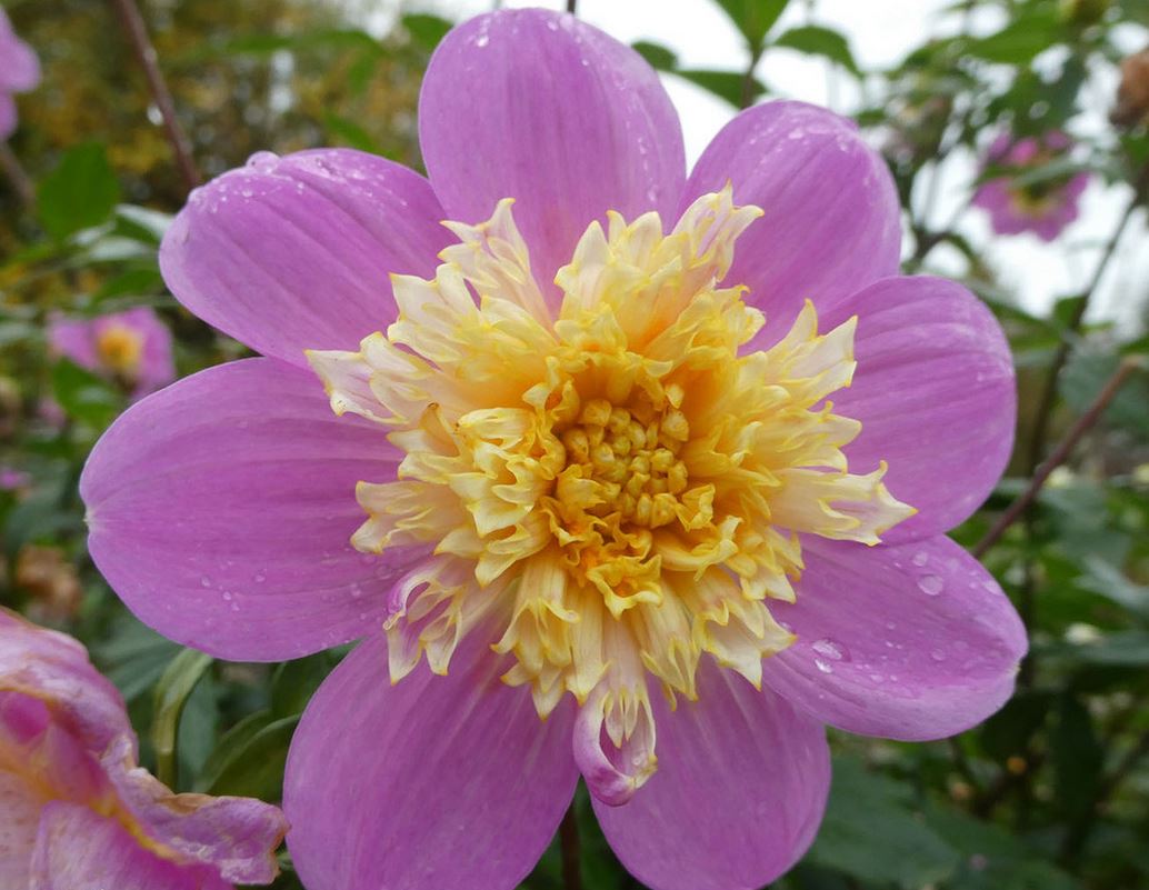 Dahlia Take Off Tubers