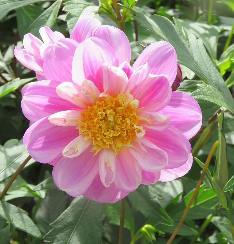 Dahlia Take Off Tubers