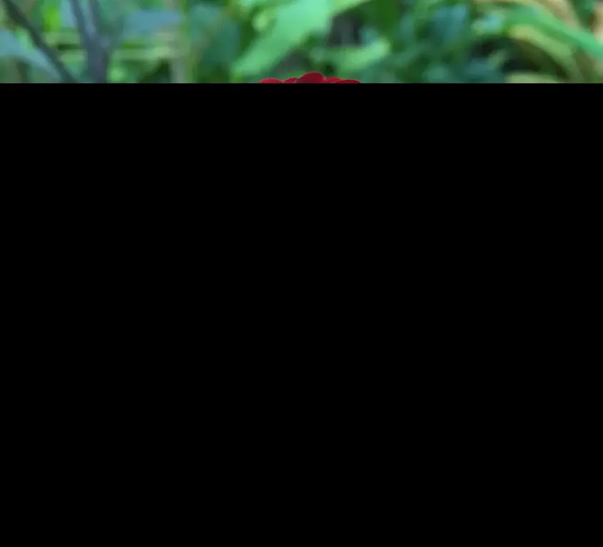 Dahlia Tam Tam Tubers