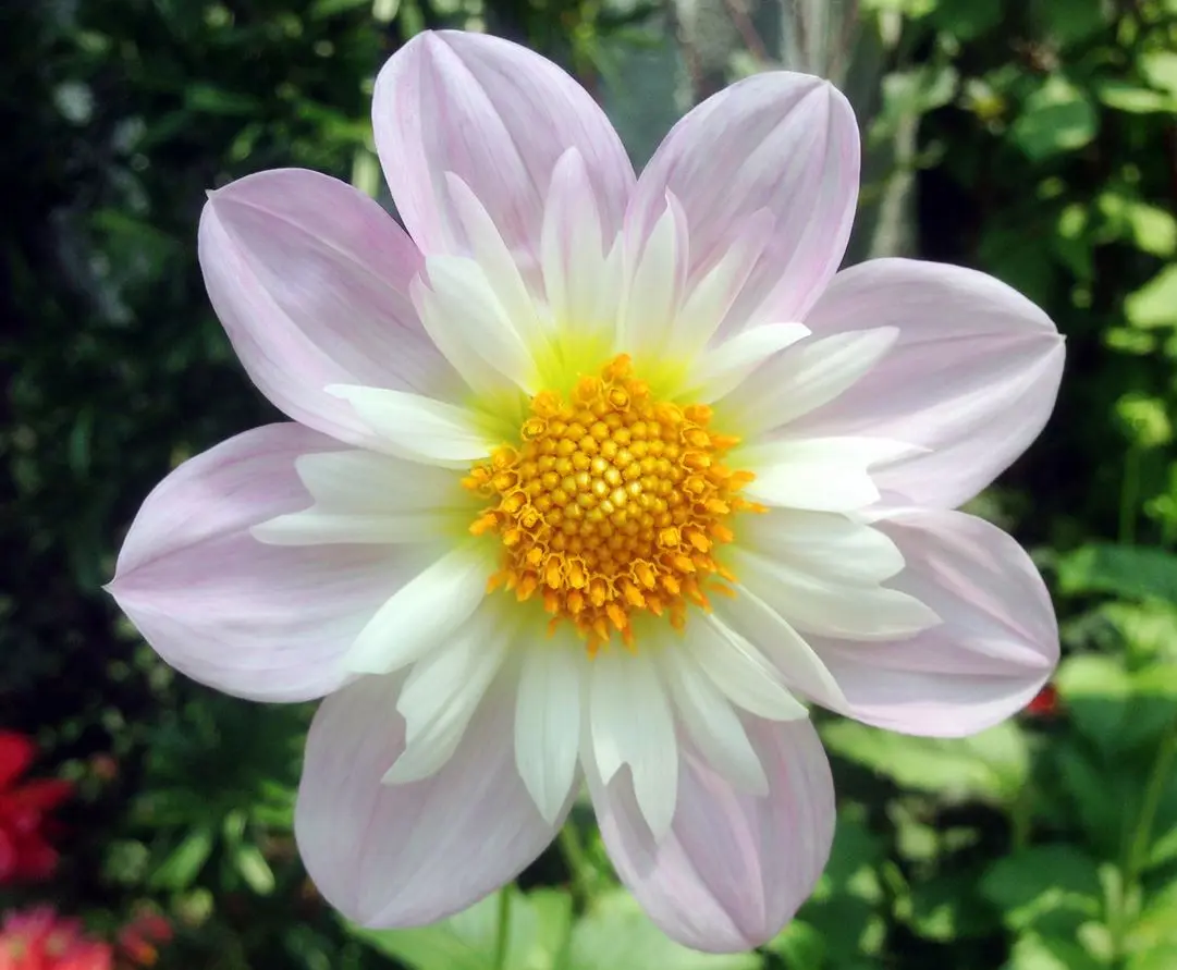 Dahlia Teesbrooke Audrey Tubers