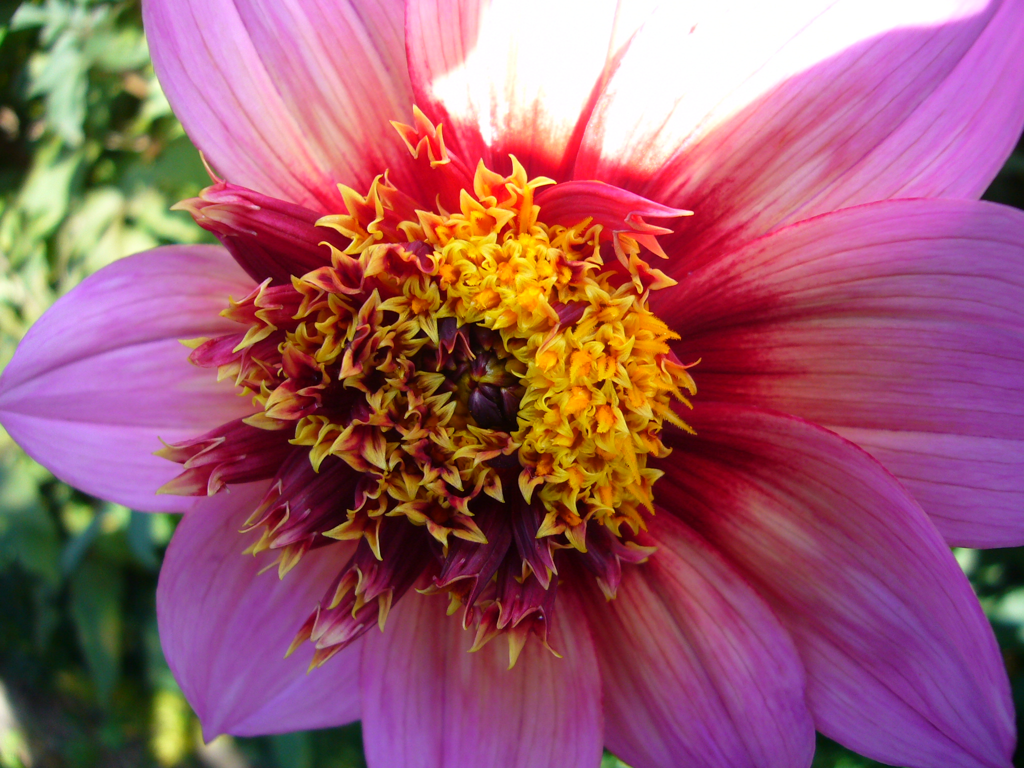 Dahlia The Phantom Tubers
