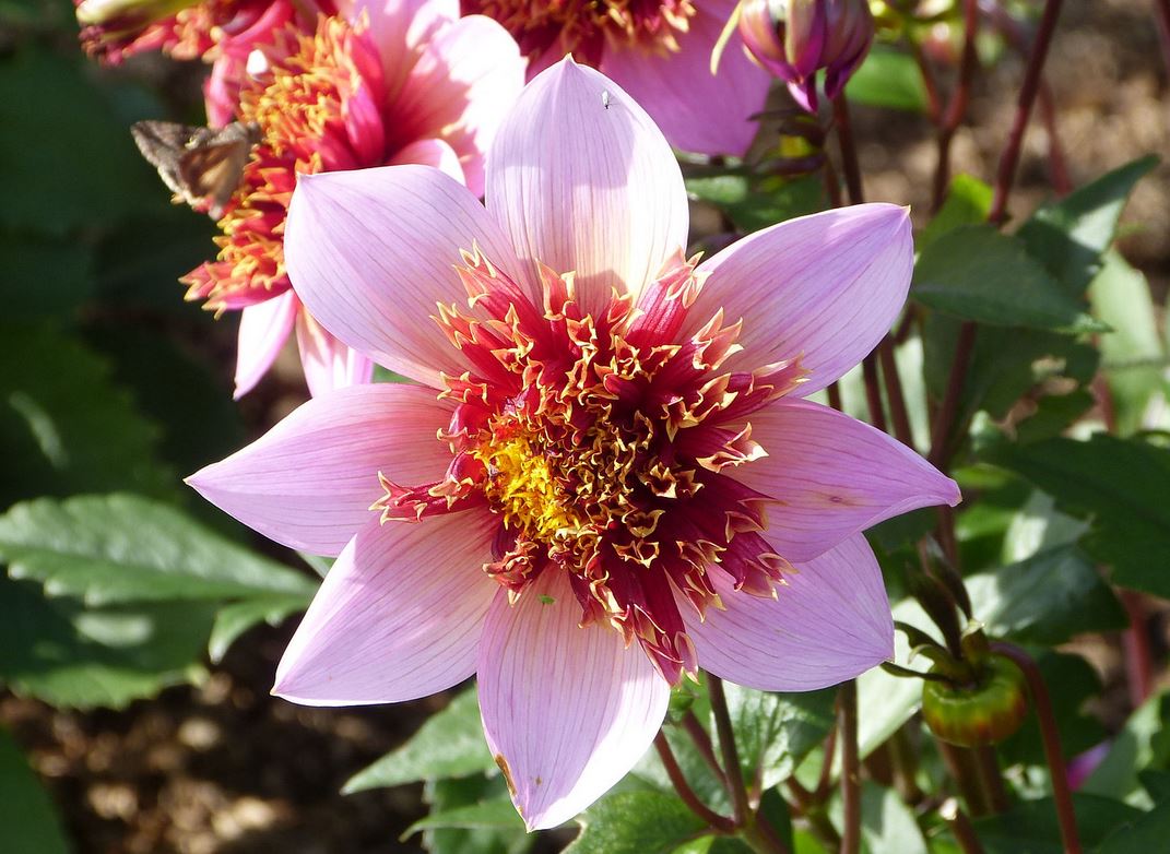 Dahlia The Phantom Tubers