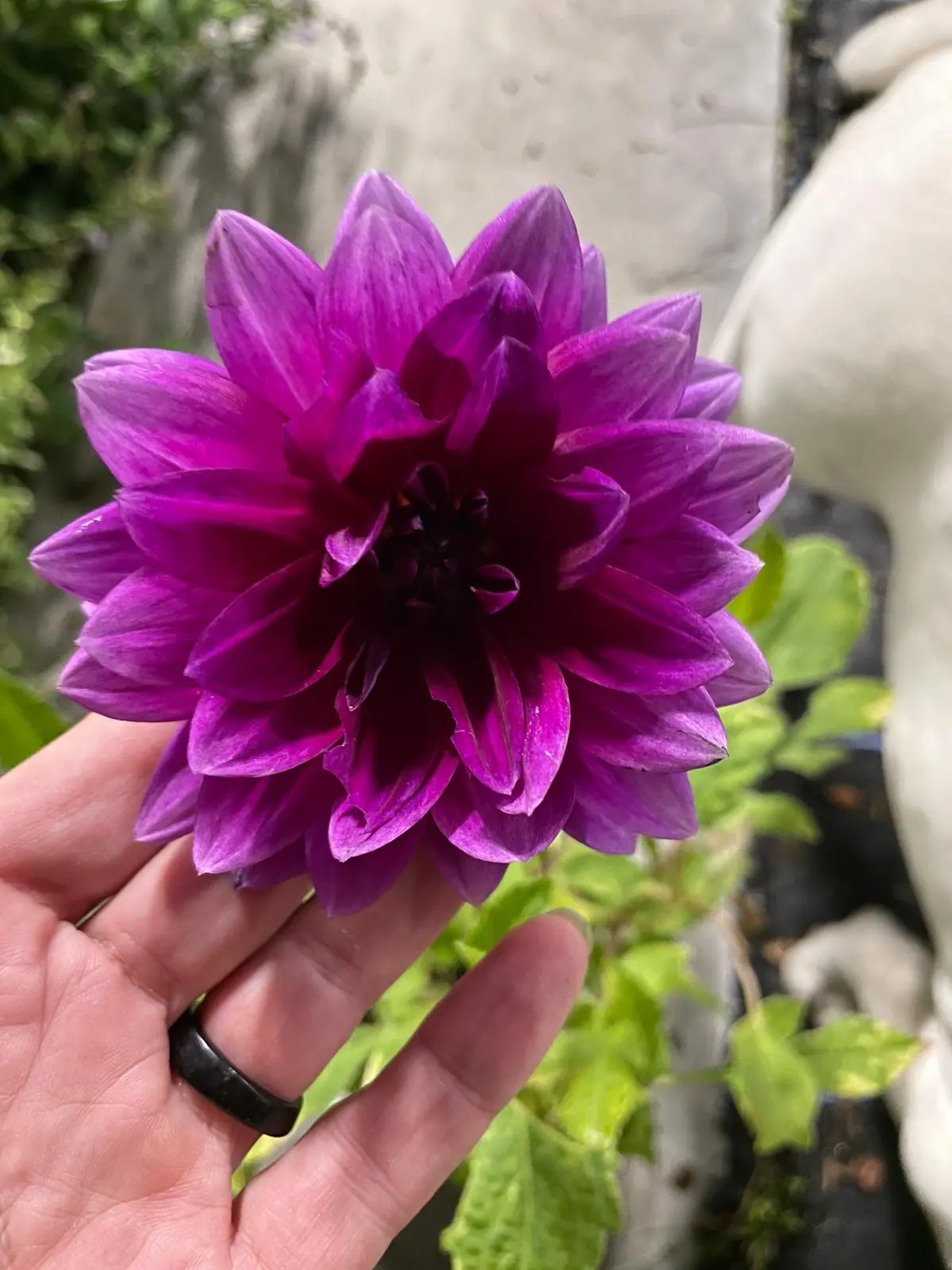 Dahlia Thomas Edison Tubers