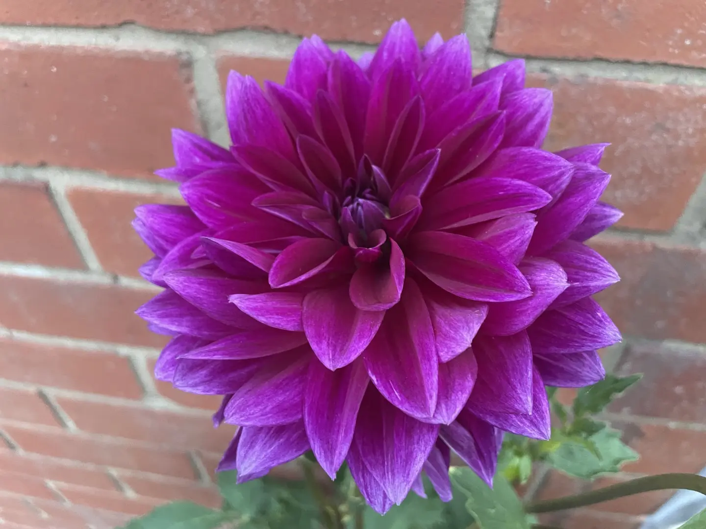 Dahlia Thomas Edison Tubers