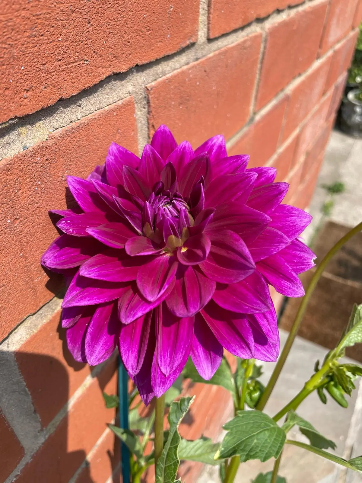 Dahlia Thomas Edison Tubers