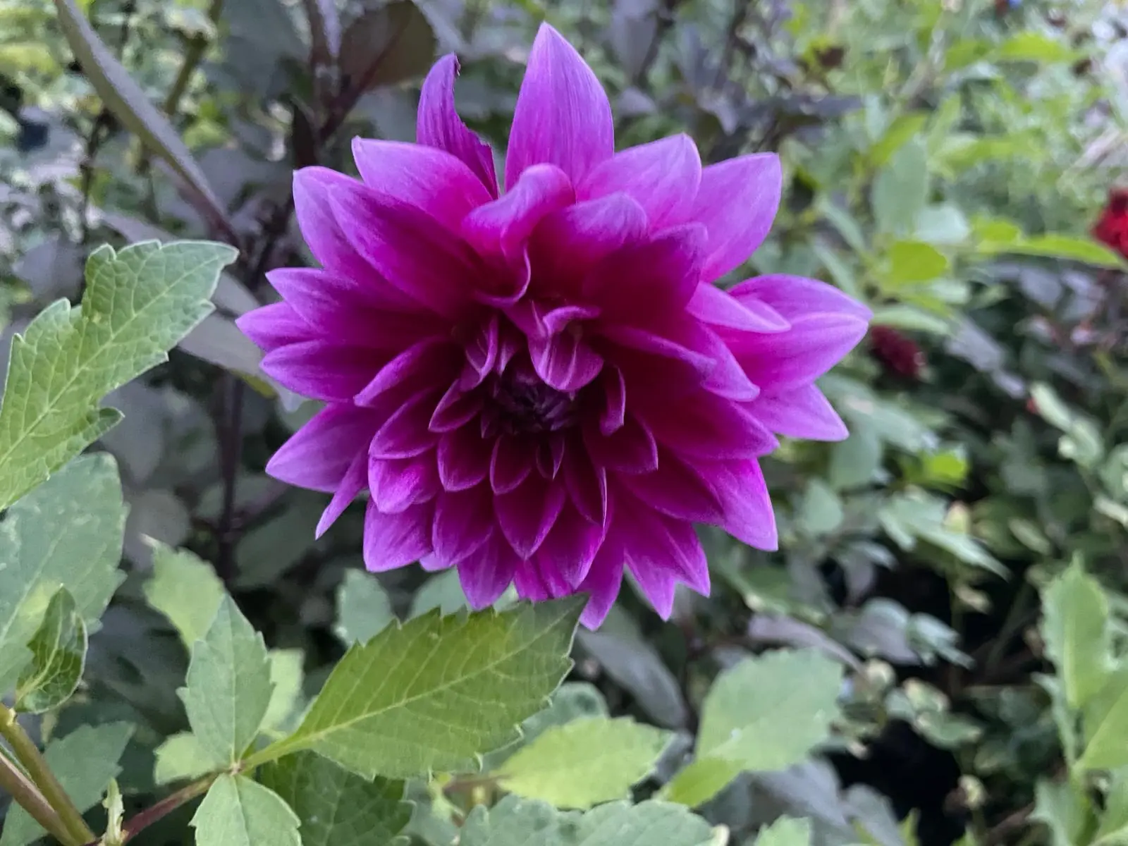Dahlia Thomas Edison Tubers