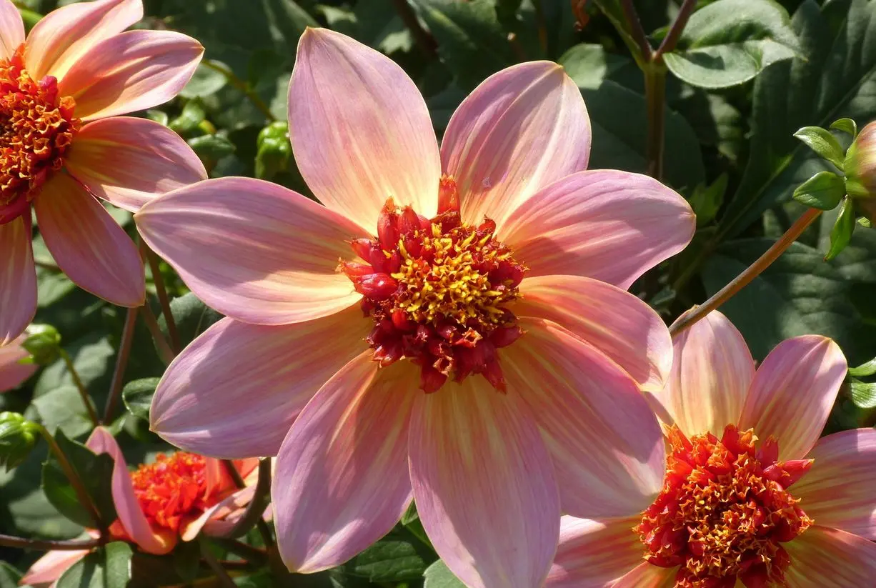 Dahlia Totally Tangerine Tubers