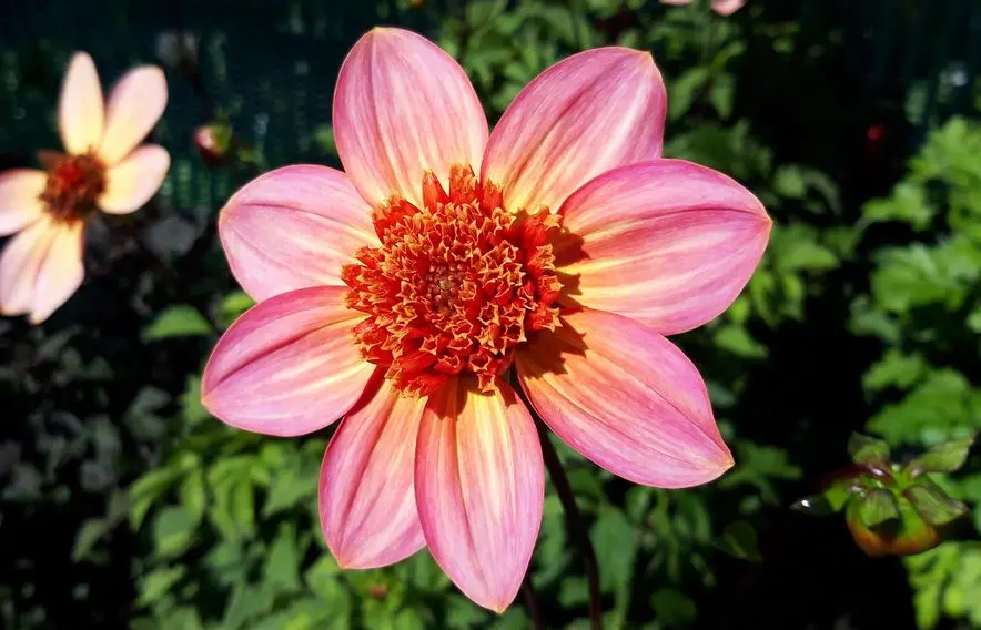 Dahlia Totally Tangerine Tubers