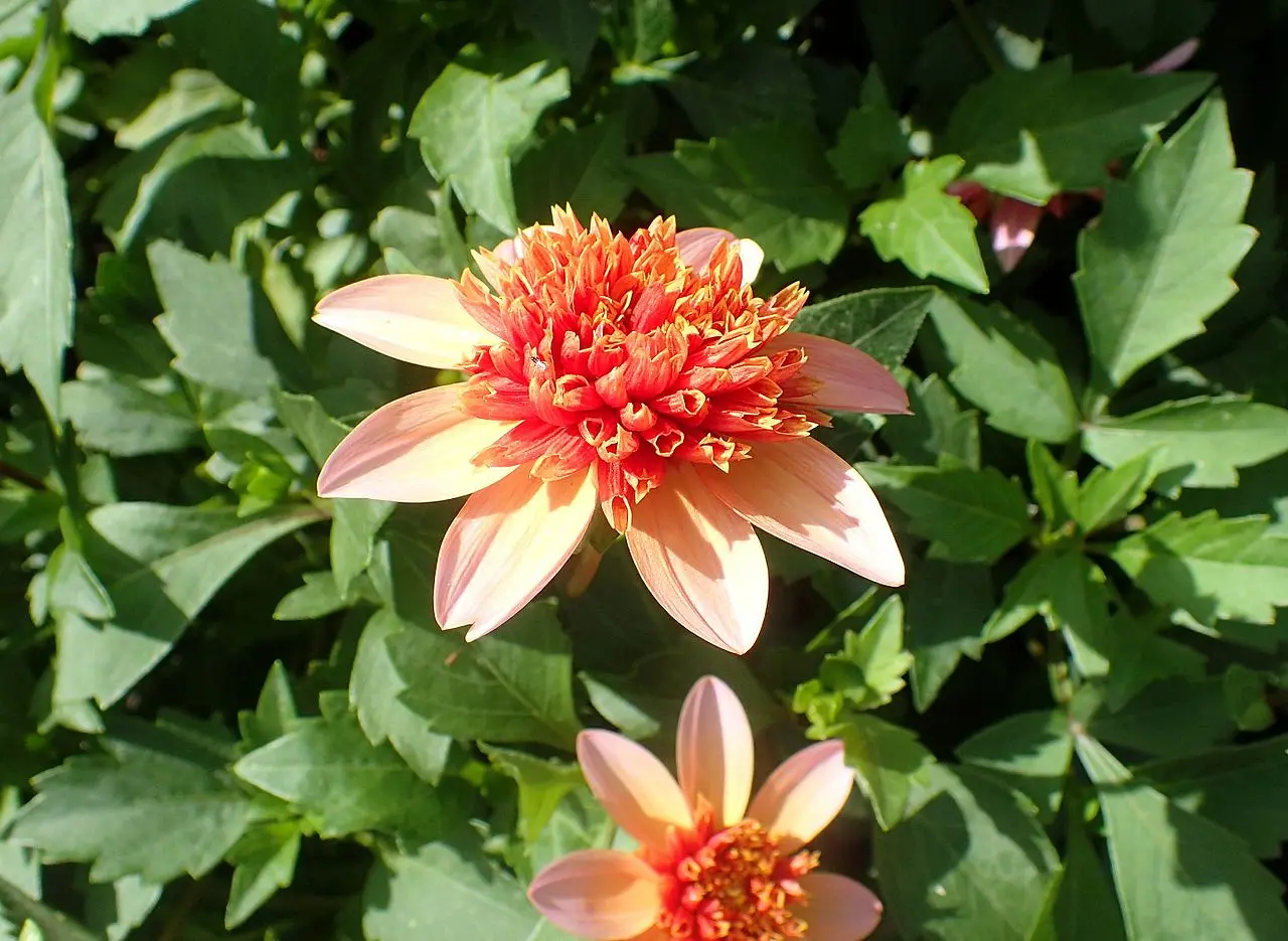 Dahlia Totally Tangerine Tubers