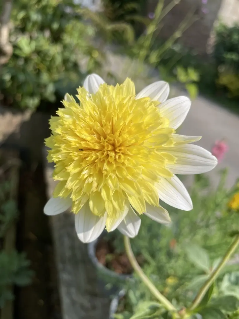 Dahlia Toto Tubers