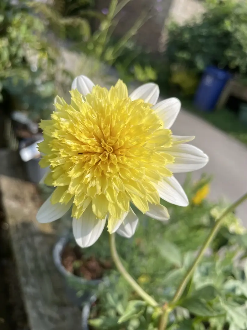 Dahlia Toto Tubers