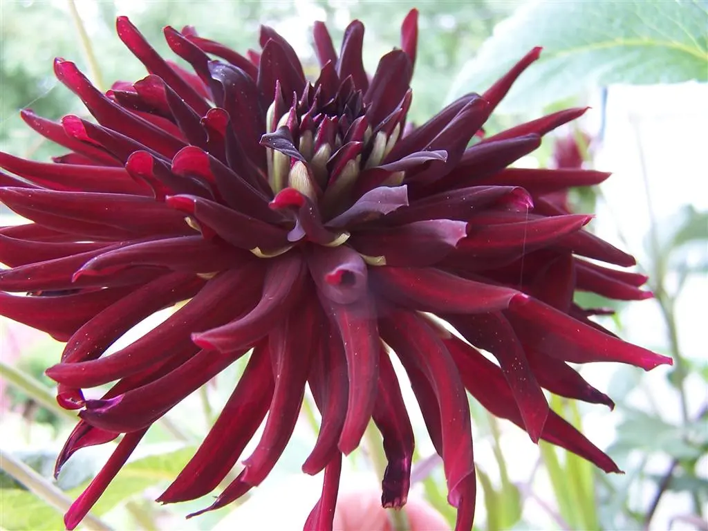 Dahlia Trebbiano Tubers