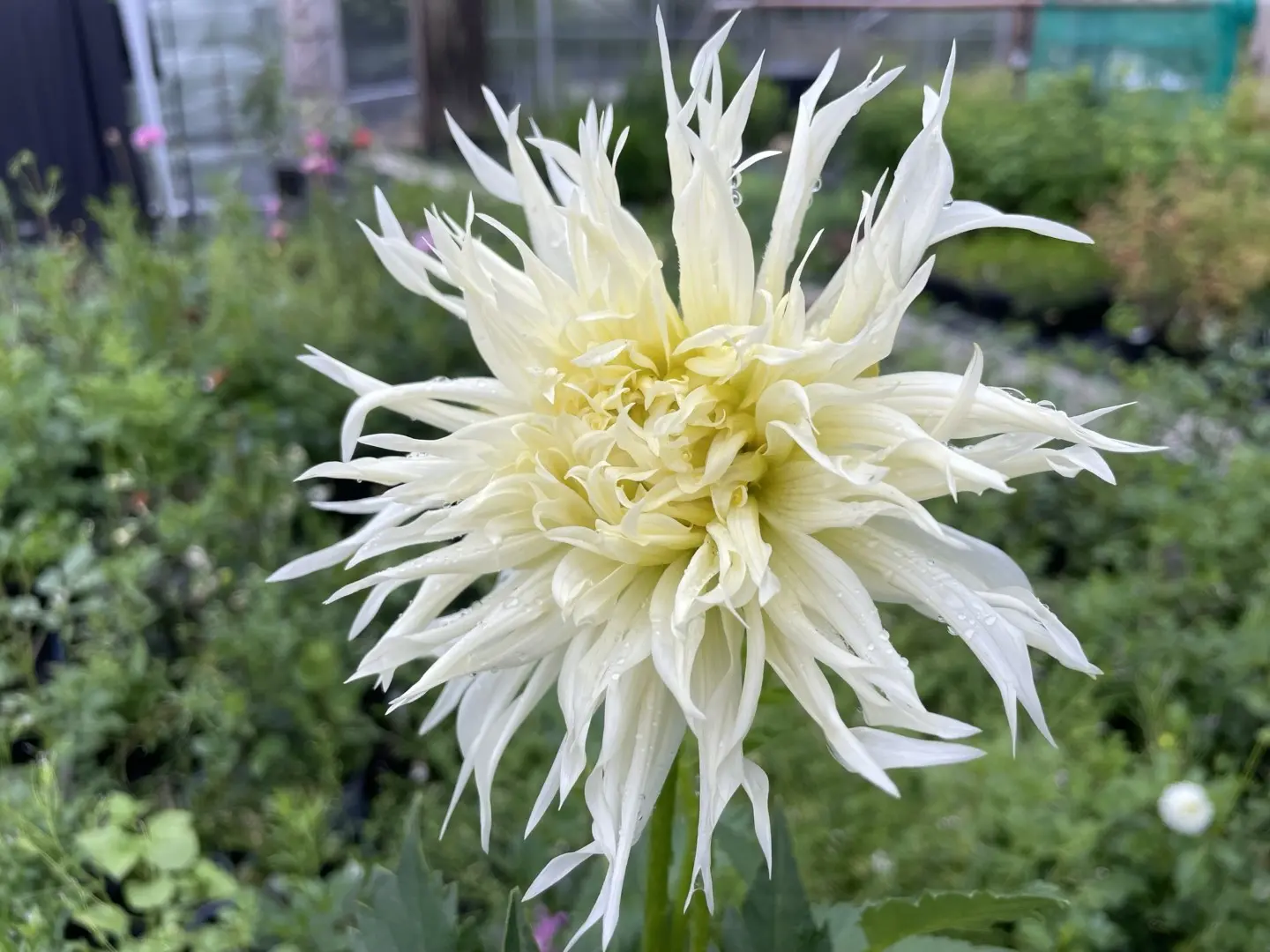 Dahlia Tsuki Yori No Shisha Tubers
