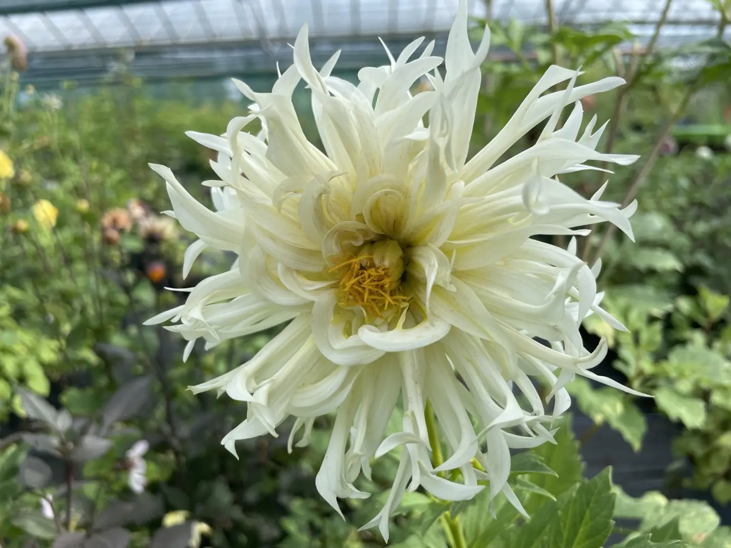 Dahlia Tsuki Yori No Shisha Tubers