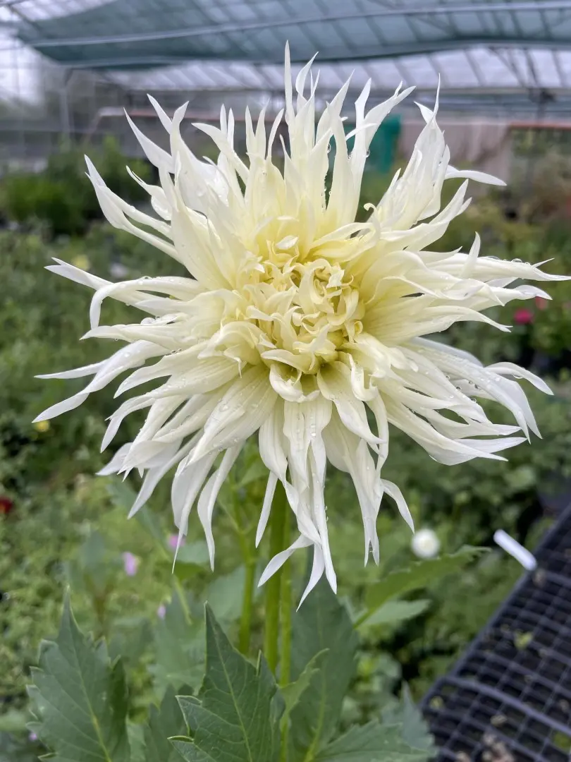 Dahlia Tsuki Yori No Shisha Tubers