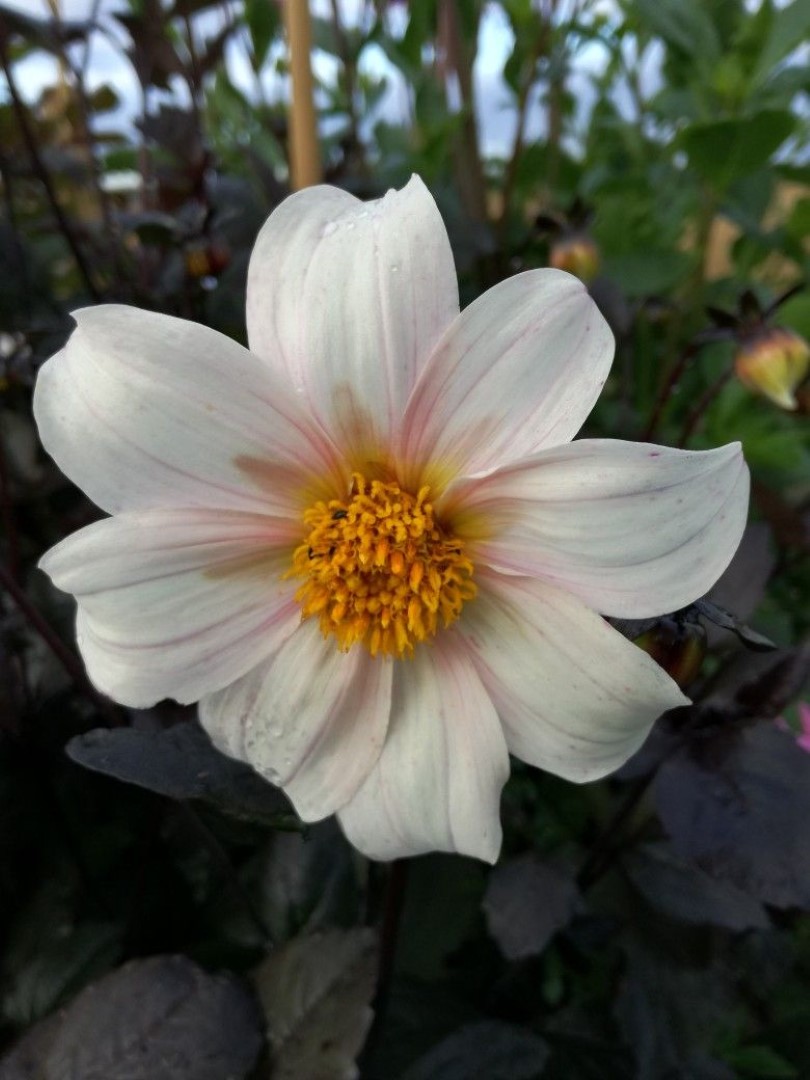 Dahlia Twynings After Eight Tubers