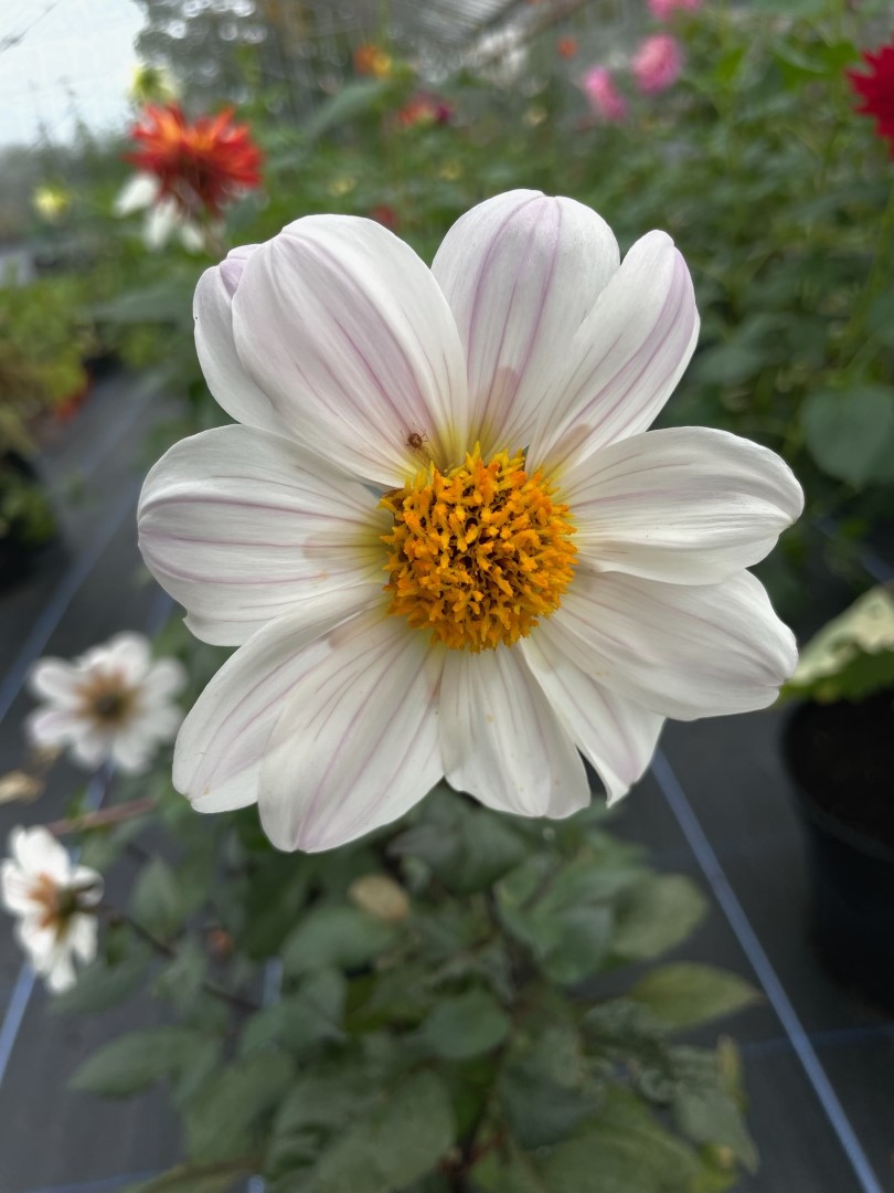Dahlia Twynings After Eight Tubers
