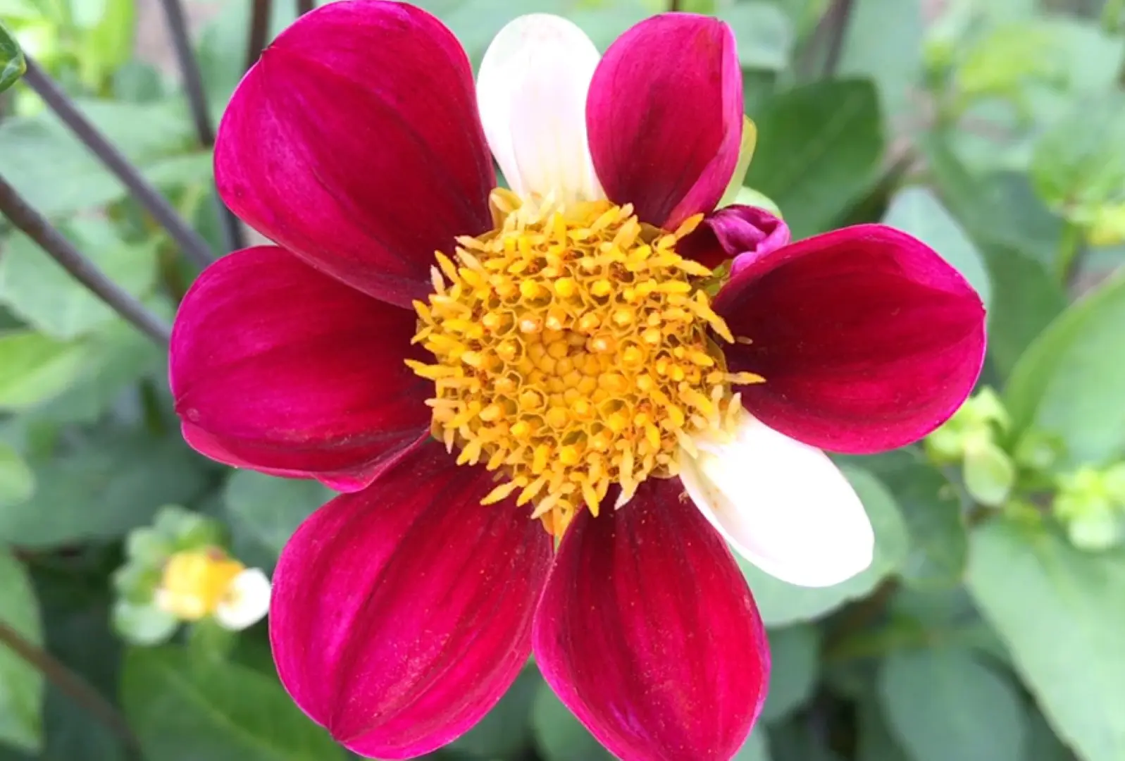 Dahlia Twynings Smartie Tubers