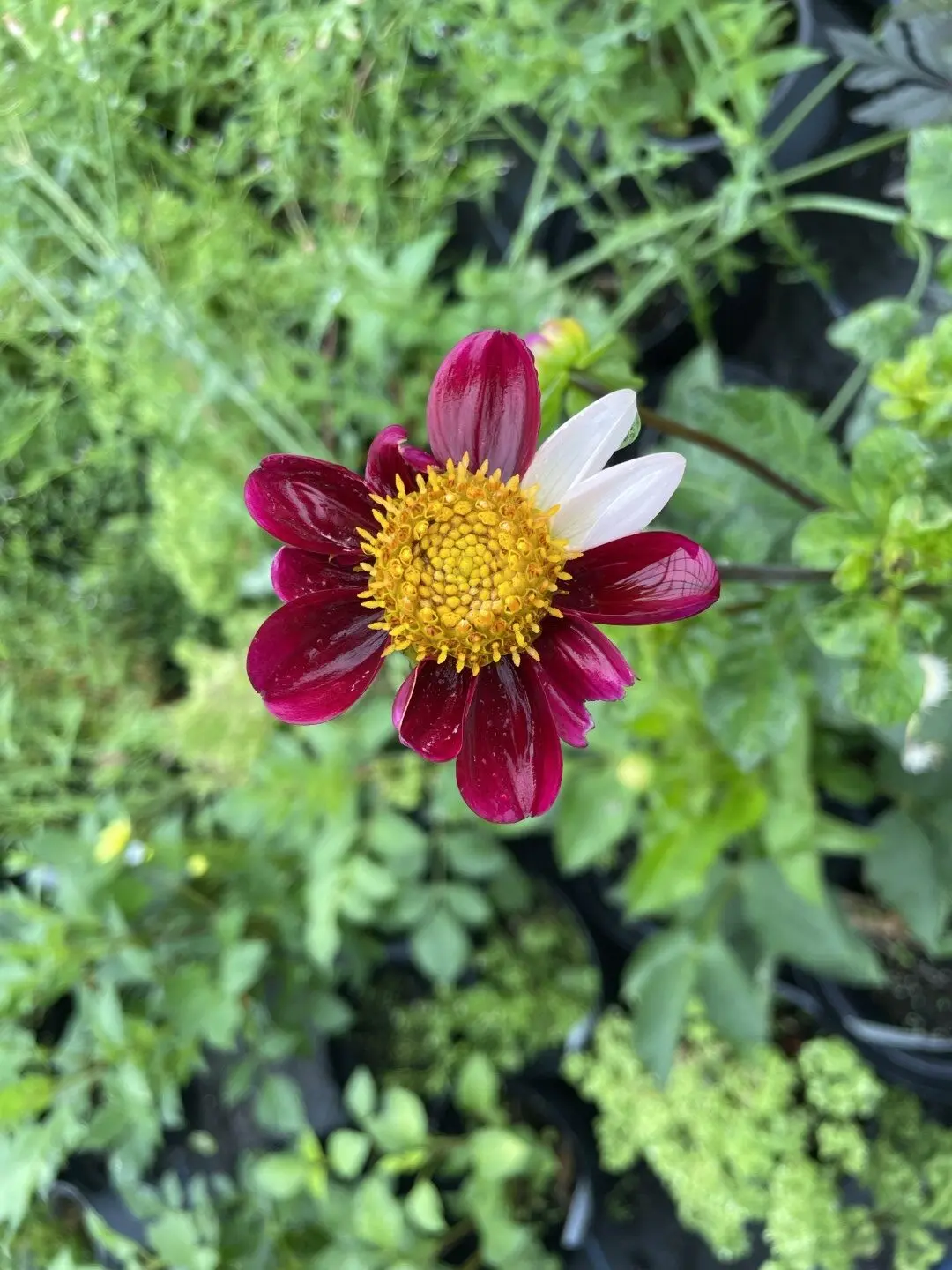 Dahlia Twynings Smartie Tubers