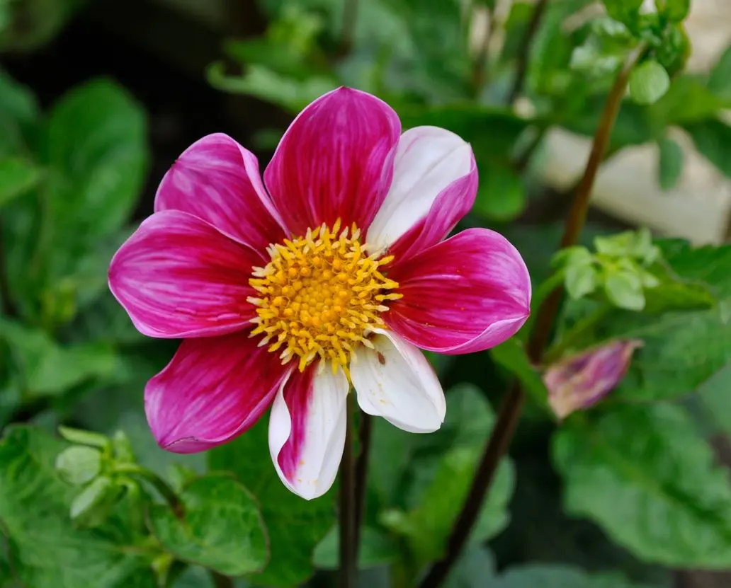 Dahlia Twynings Smartie Tubers