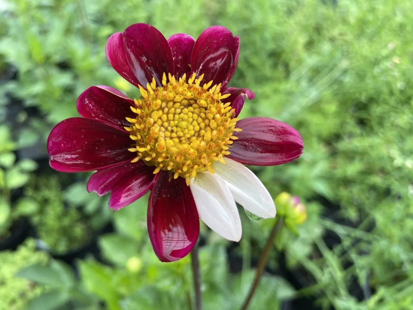 Dahlia Twynings Smartie Tubers