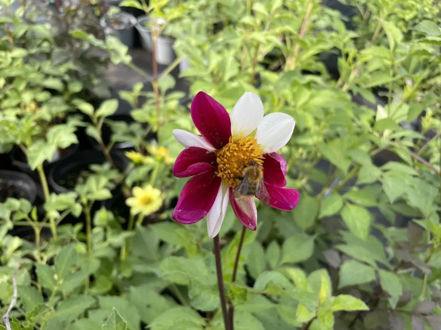 Dahlia Twynings Smartie Tubers