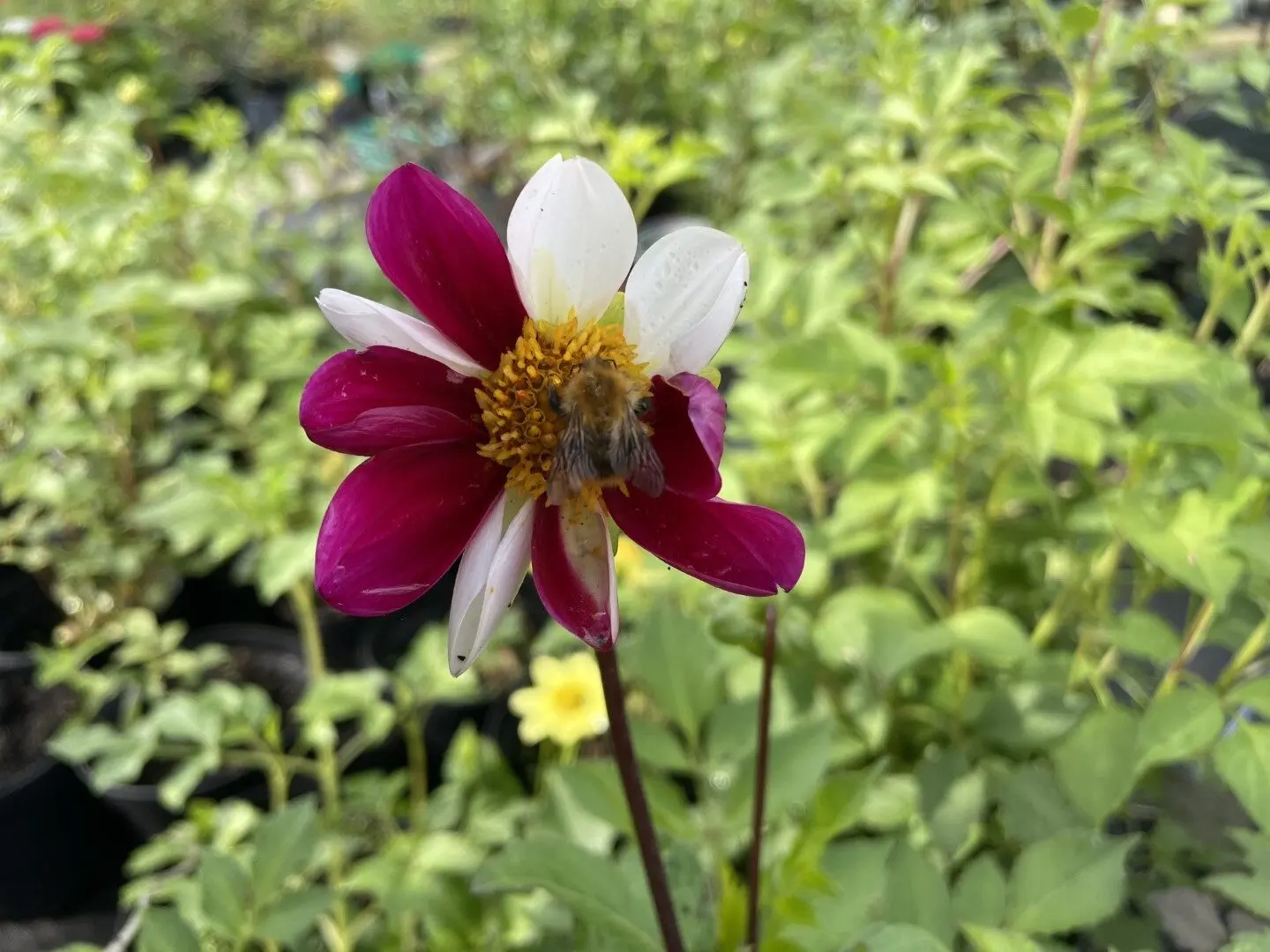 Dahlia Twynings Smartie Tubers