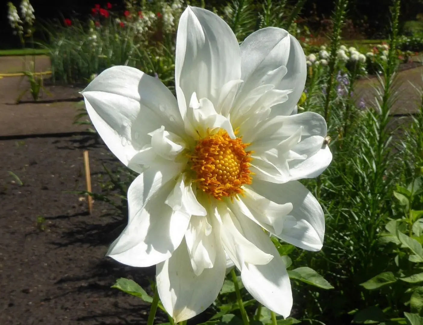 Dahlia Twynings White Chocolate Tubers - Image 5