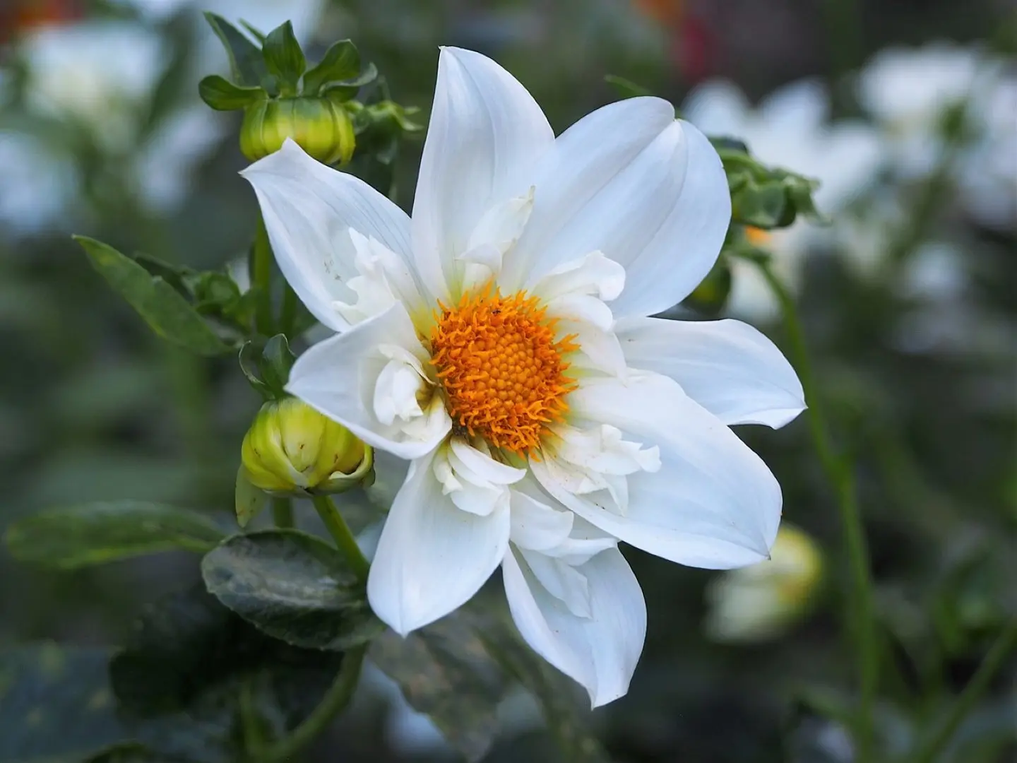 Dahlia Twynings White Chocolate Tubers