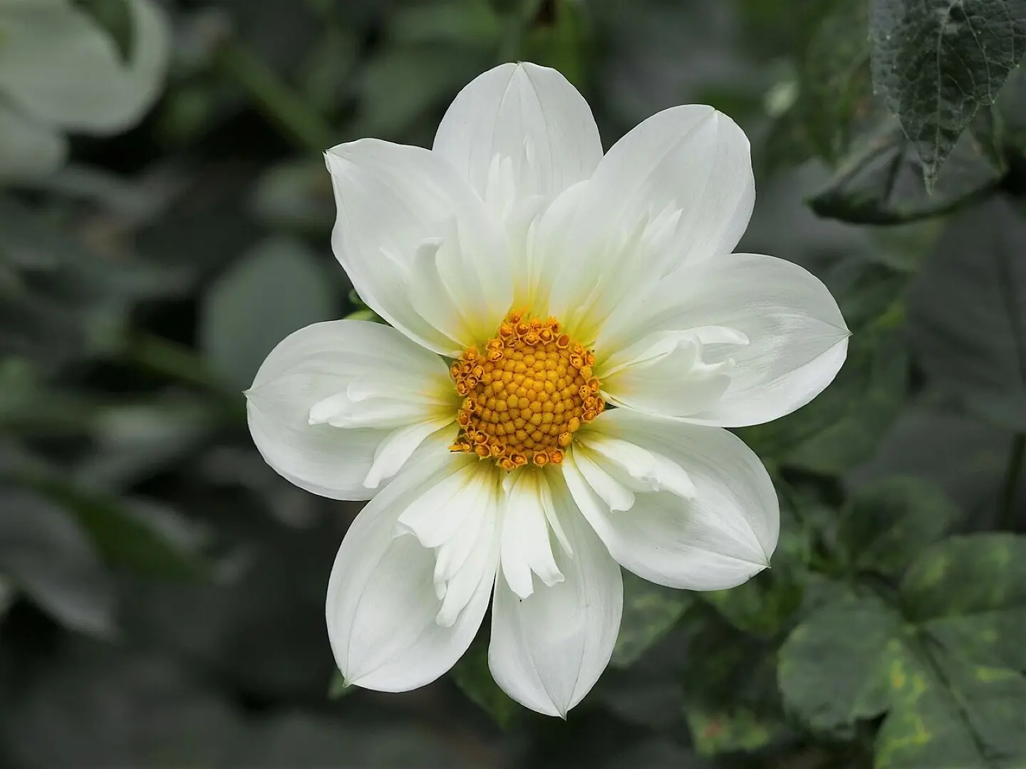 Dahlia Twynings White Chocolate Tubers