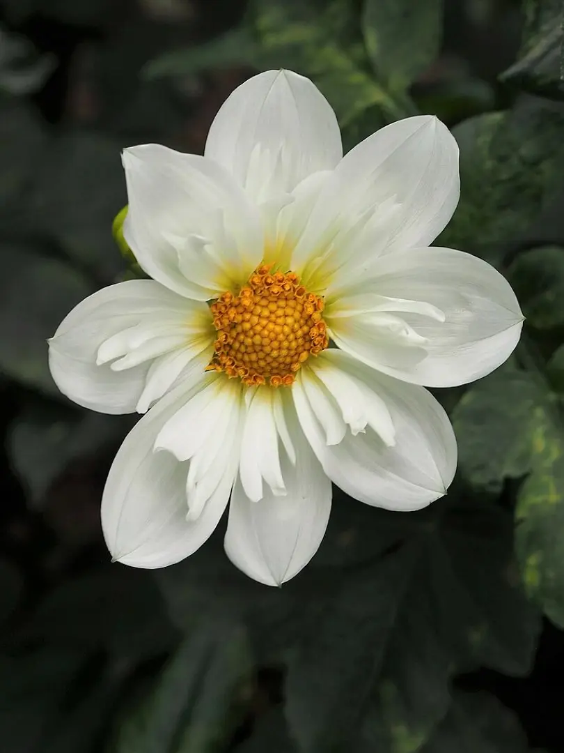 Dahlia Twynings White Chocolate Tubers