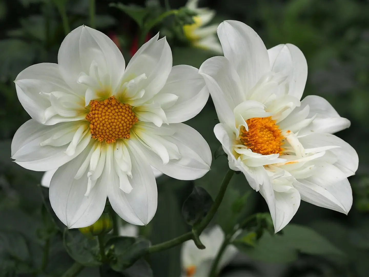 Dahlia Twynings White Chocolate Tubers