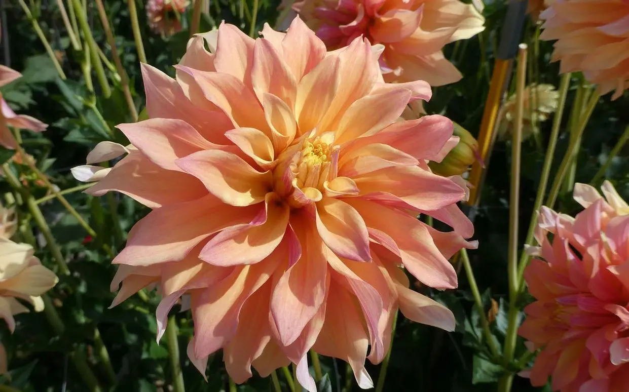 Dahlia Tyrell Tubers