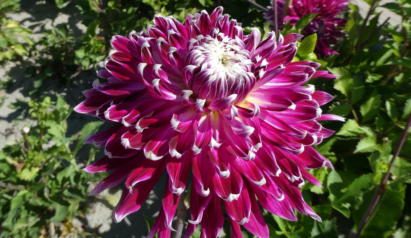 Dahlia Vancouver Tubers