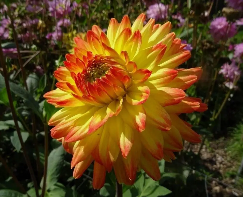 Dahlia Vectra Tubers
