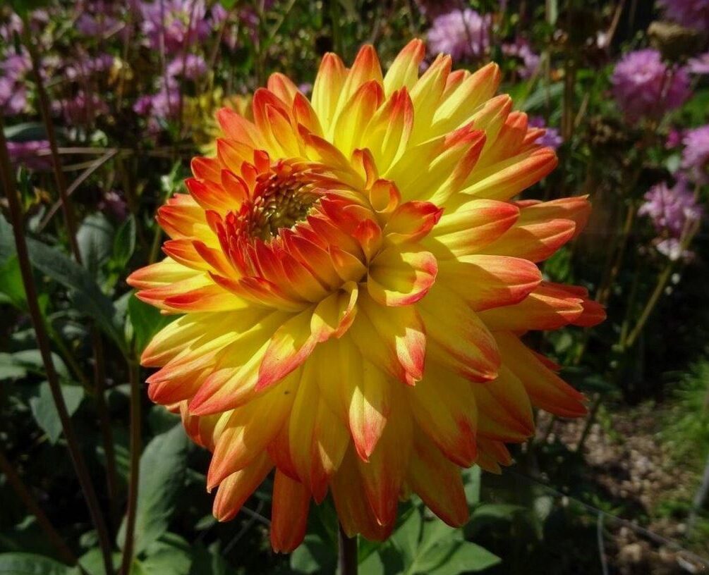 Dahlia Vectra Tubers