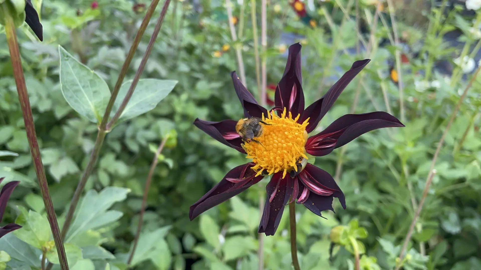 Dahlia Honka Black / Verrone's Obsidian Tubers