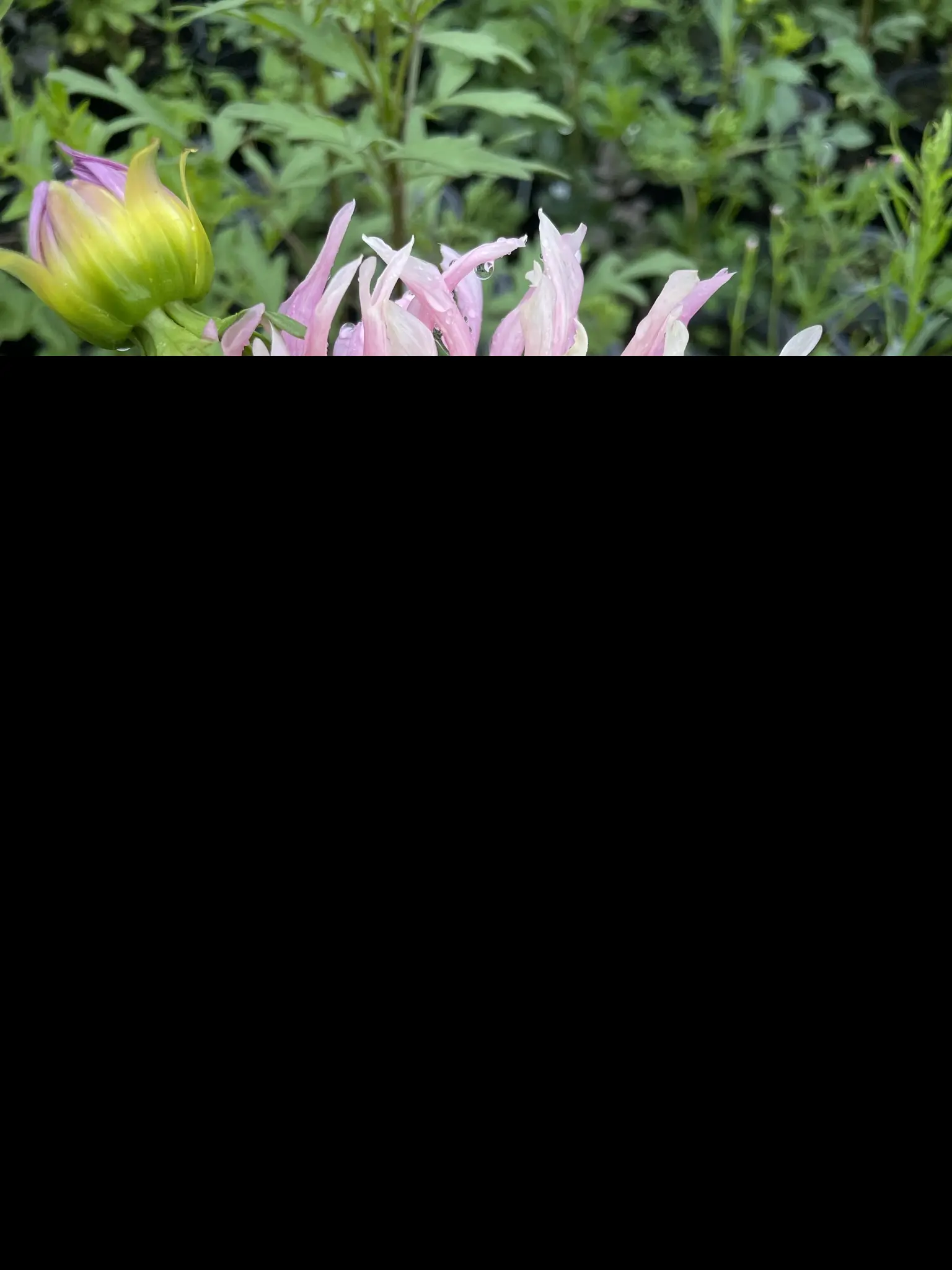 Dahlia Vertitable Tubers