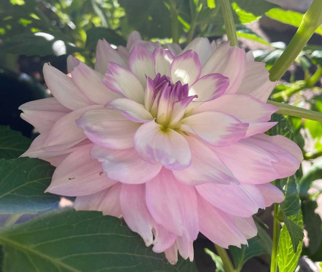Dahlia Victoria Ann Tubers