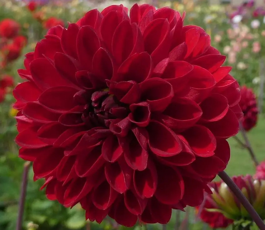 Dahlia Viking Tubers