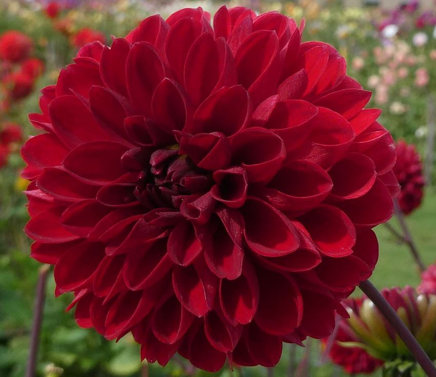 Dahlia Viking Tubers