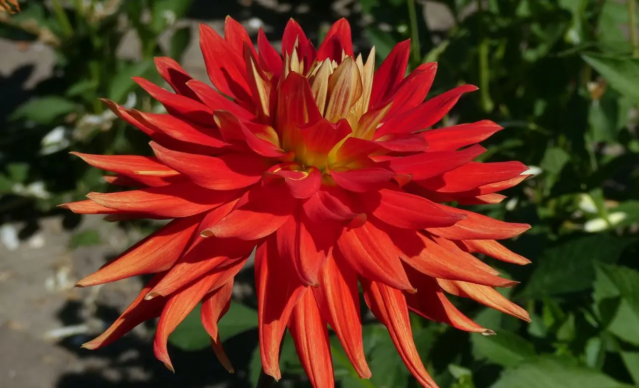 Dahlia Vulcan Tubers