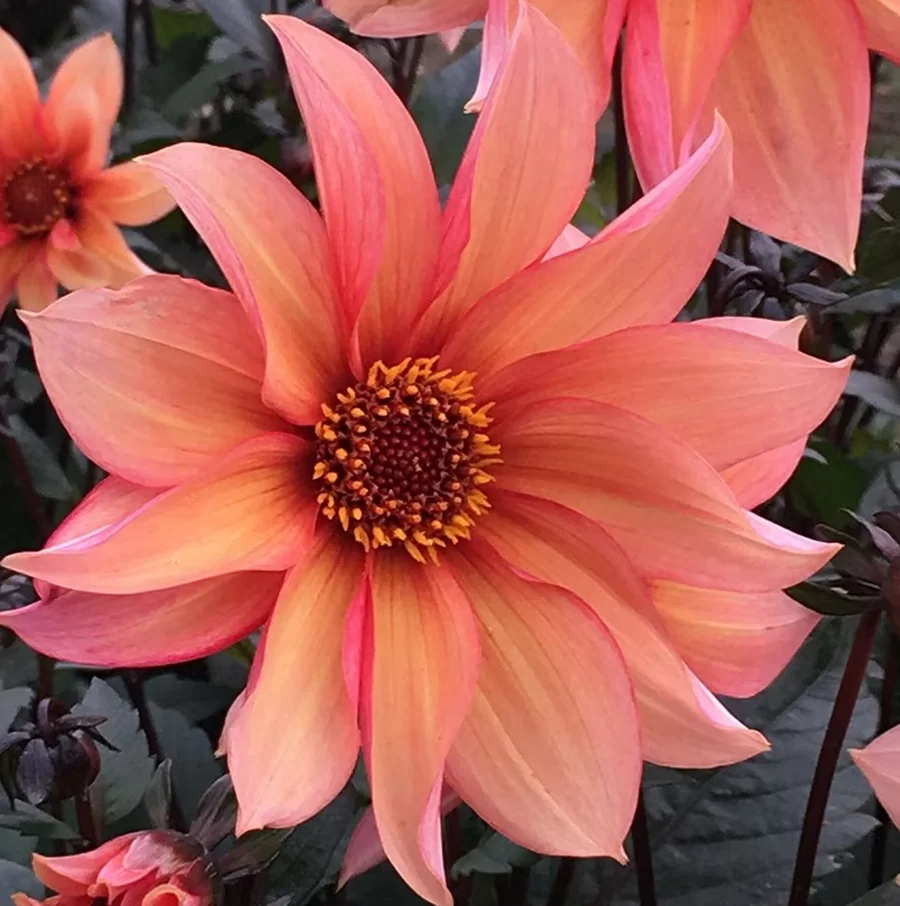 Dahlia Waltzing Matilda Tubers